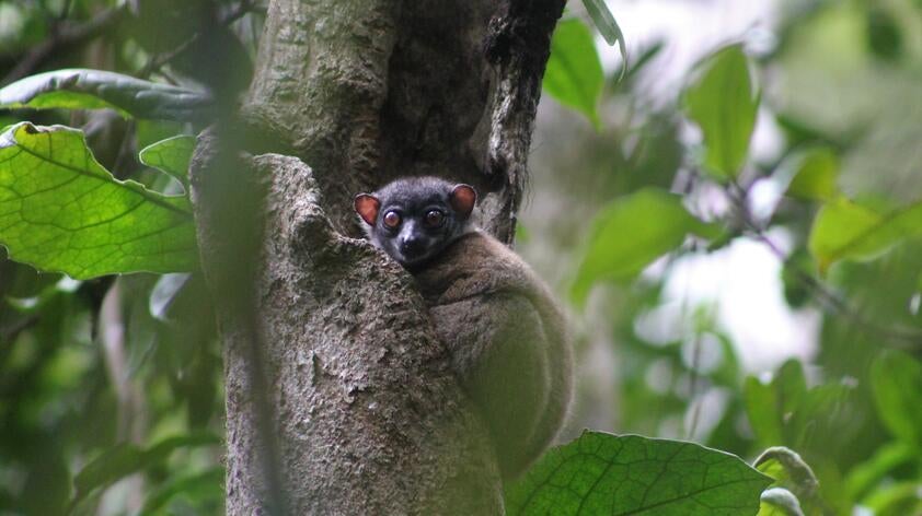 A day for lemurs! | San Diego Zoo Wildlife Alliance